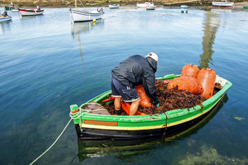 Obraz premium pêcheur ramasser algue