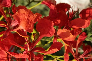Royal poinciana flower or peacock flower closeup