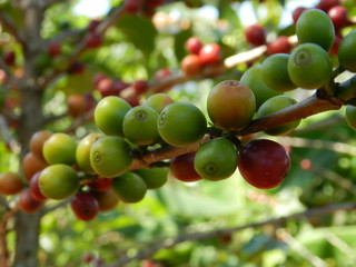 Coffee
