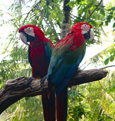 Beautiful Macaw and Parrot birds in the public parks