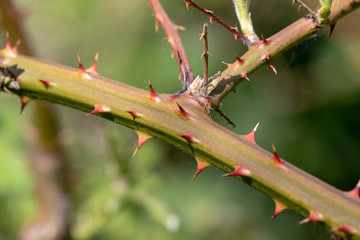 Close up of the thorns of rubus fruticosus - obrazy, fototapety, plakaty