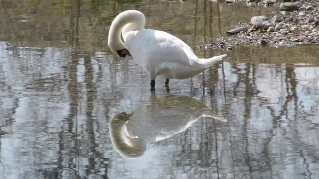 White mute swan cleans the front part of itself while standing in shallow water.
