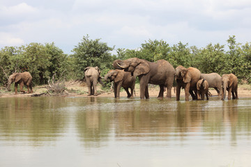 Plakat Afrikanischer Elefant / African elephant / Loxodonta africana