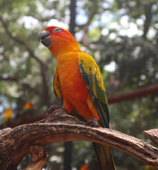 Beautiful Macaw and Parrot birds in the public parks