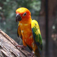 Beautiful Macaw and Parrot birds in the public parks