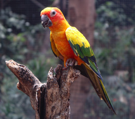 Beautiful Macaw and Parrot birds in the public parks