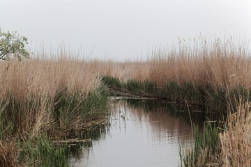 Channel at the southern margin of the lake Neusiedler See