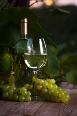 White wine in vineyard.