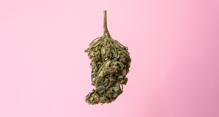 isolated marijuana bud on a pink background.medical marijuana concept for social media