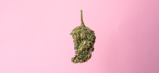 isolated marijuana bud on a pink background.medical marijuana concept for social media