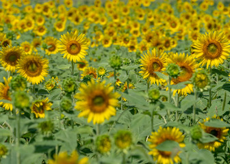 Obraz premium ヒマワリ畑