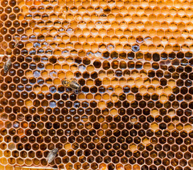 Wax frame after pumping honey from them, close up