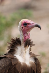 Hooded Vulture