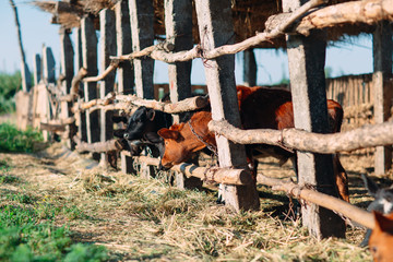 agriculture industry, farming and animal husbandry concept. herd of cows in cowshed on dairy farm