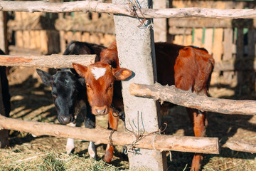 agriculture industry, farming and animal husbandry concept. herd of cows in cowshed on dairy farm