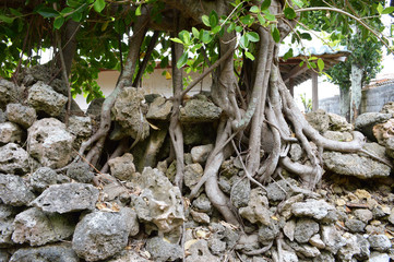 石垣と強い植物の根
