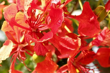 Flame Tree red colour or peacock flower