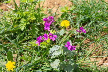 Fototapeta premium Close up of purple blooming flowers in the garden