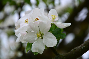 Apfelblütenzeit im Frühling