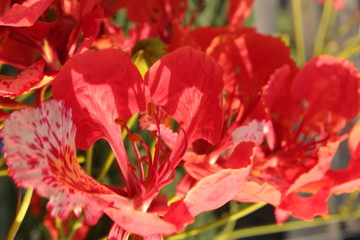 Royal poinciana flower or peacock flower closeup