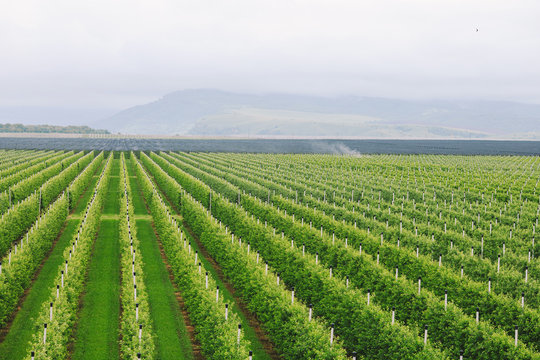 Agriculture. Rows of apple trees grow.