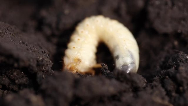 White larva beetle in the ground