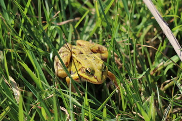 frog in grass