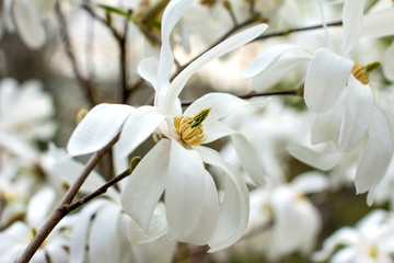 Fototapeta na wymiar flowering tree. Magnolia Lily.