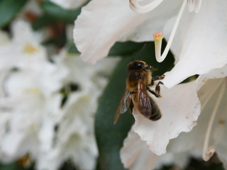 Abeille