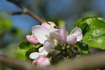 blooming apple-tree