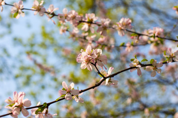 The blooming of the pink Sakura. Cherry and Apple.