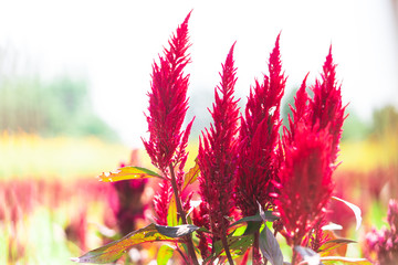 Red cockscomb flowers that are blooming look beautiful.