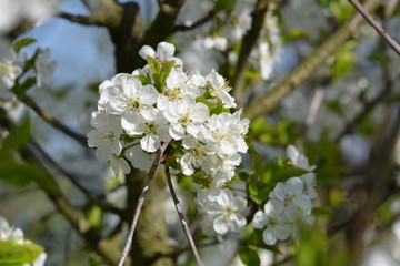 apple-blossoms