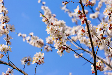 The blooming of the pink Sakura. Cherry and Apple.