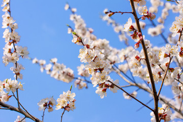 The blooming of the pink Sakura. Cherry and Apple.