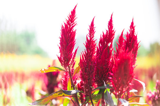 Red cockscomb flowers that are blooming look beautiful.