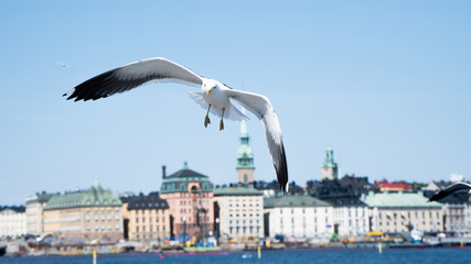 Fliegende Möwe vor einer Stadt