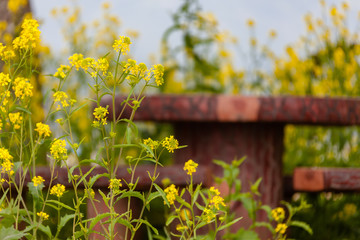 Beautiful rape flower island