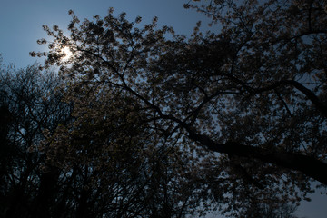 Spring blossoms background