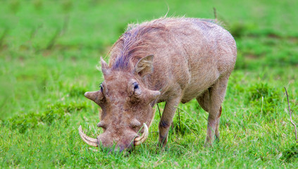 Warthog in Nakuru National Park, Kenya.