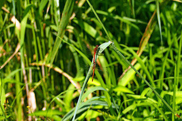 dragonfly