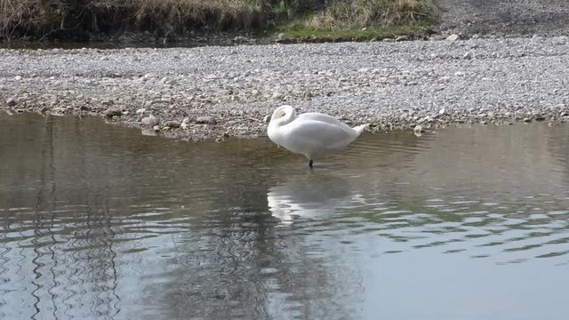 Mute white swan cleans itself while standing in shallow water, with a pebble beach behind it with some grass.