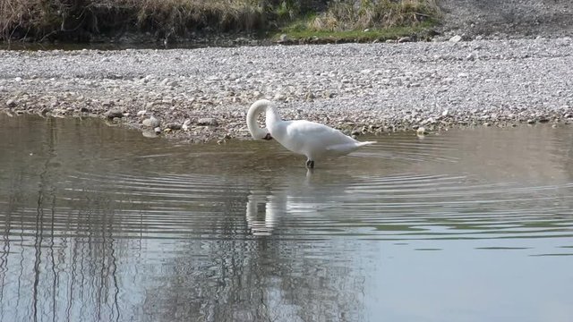 White swan starts cleaning itself while standing in shallow water.