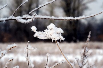 frost