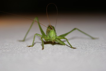 Cricket