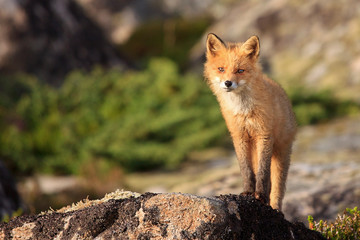 Junger Wilder Fuchs sonnt sich auf einem moosbedeckten Felsen auf der Halbinsel Lofoten in Norwegen