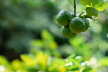 Close up photos of lemon on the tree