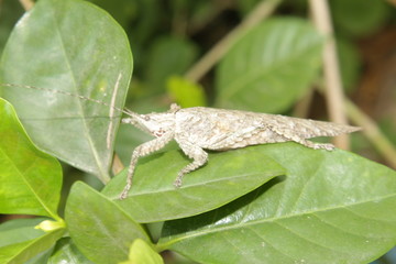 Indian locust