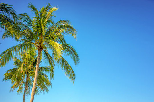 Palm tree on blue sky, tropical travel background with copy space