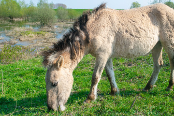 Horse in Ooijpolder Near Nijmegen
